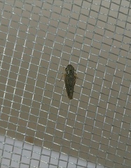 Graphocephala confluens