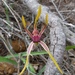 Reaching Spider Orchid - Photo (c) botanygirl, some rights reserved (CC BY)