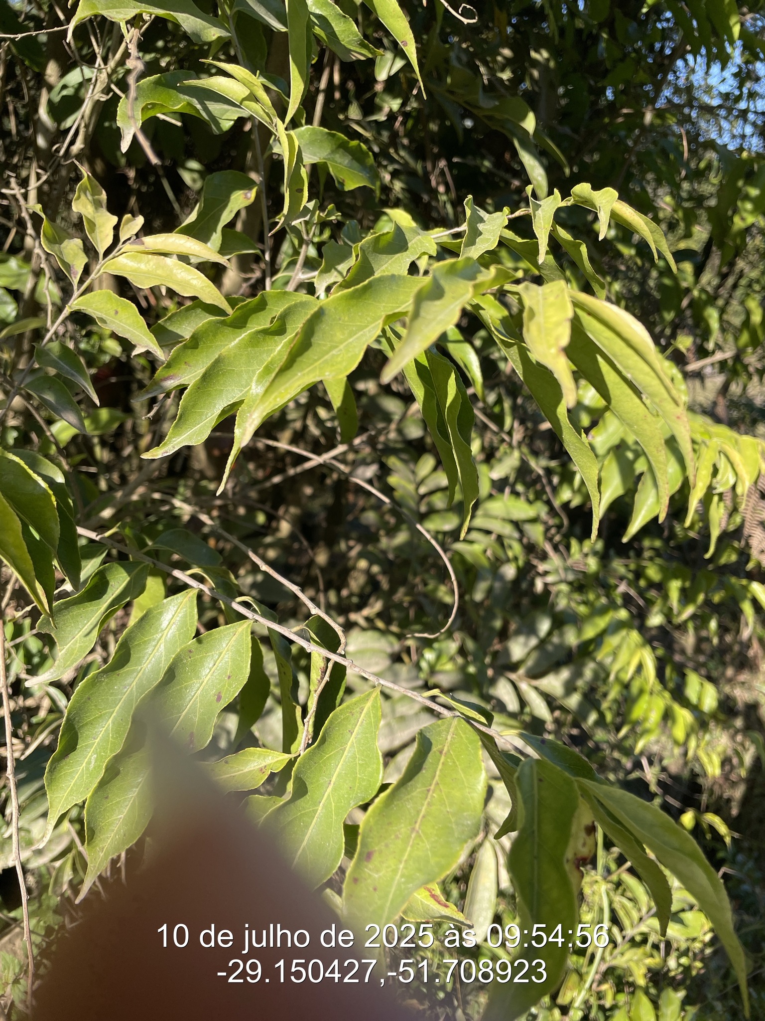 Casearia sylvestris