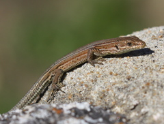 Podarcis guadarramae