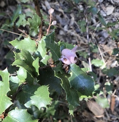 Heteroecus sanctaeclarae