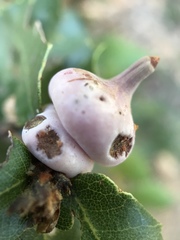 Heteroecus sanctaeclarae