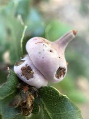 Heteroecus sanctaeclarae