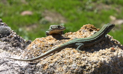 Podarcis guadarramae