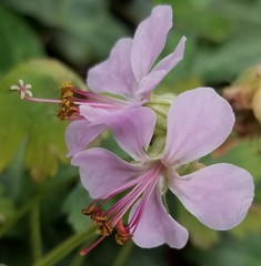 Geranium dalmaticum