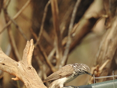 Plectorhyncha lanceolata