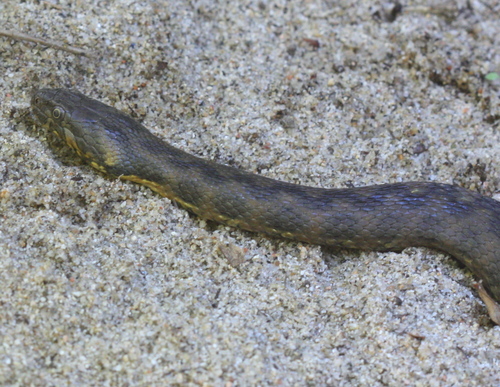 Natrix maura