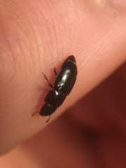 Glischrochilus siepmanni