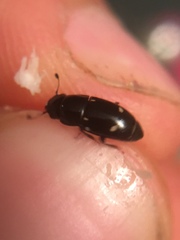 Glischrochilus siepmanni