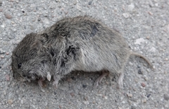 Microtus ochrogaster