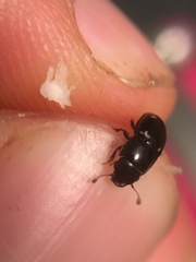 Glischrochilus siepmanni