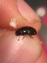 Glischrochilus siepmanni