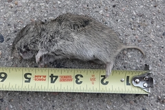 Microtus ochrogaster