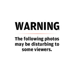 Microtus ochrogaster