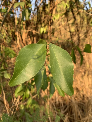 Pristimera delagoensis image