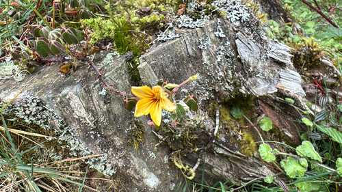 Oxalis spiralis