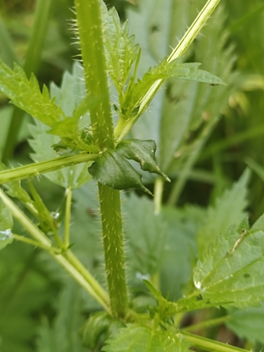 Kievan nettle (Urtica kioviensis)