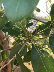 Coptosperma littorale