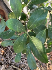 Coptosperma littorale