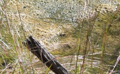 Lithobates chiricahuensis