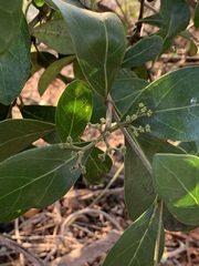 Coptosperma littorale