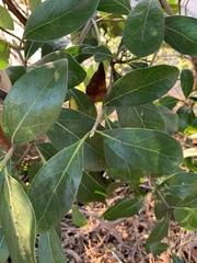 Coptosperma littorale