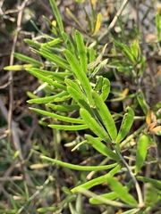 Asparagus natalensis image