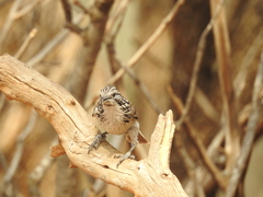 Plectorhyncha lanceolata