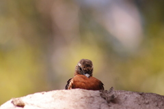 Hirundinea ferruginea