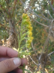 Solidago confinis