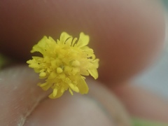 Solidago confinis