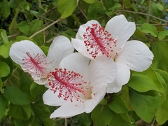 Hibiscus waimeae