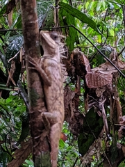 Acanthosaura phuketensis