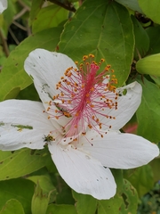 Hibiscus waimeae