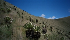 Espeletia pycnophylla