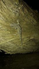 Phyllodactylus reissii