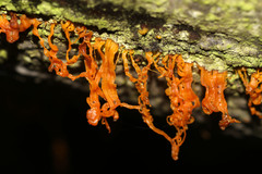 Quaternaria quaternata