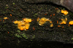 Quaternaria quaternata