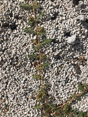 Tribulus cistoides