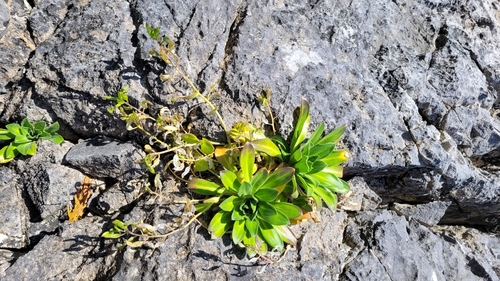 Draba grandis iNat (2)