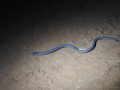 Pygopus lepidopodus