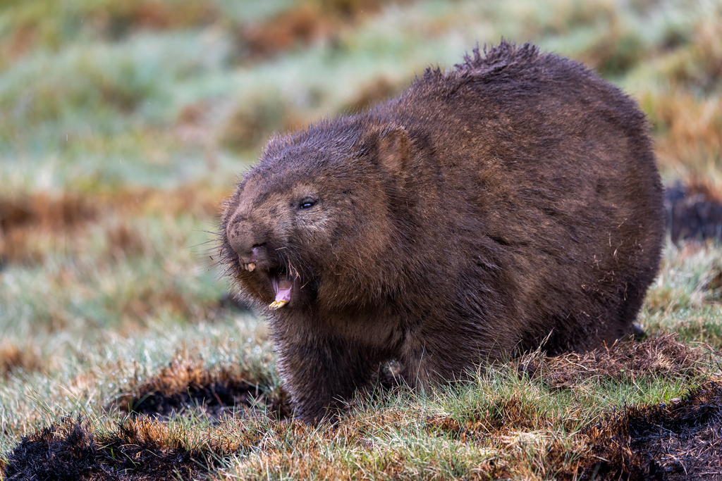 Wombats