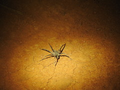 Hoggicosa
