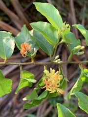 Image of Grewia caffra