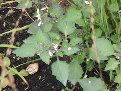 Solanum nigrum