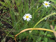 Tripleurospermum inodorum
