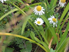 Tripleurospermum inodorum