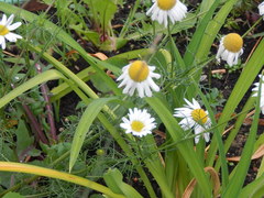 Tripleurospermum inodorum