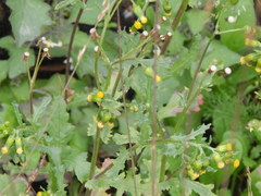 Senecio vulgaris