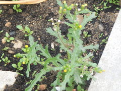 Senecio vulgaris